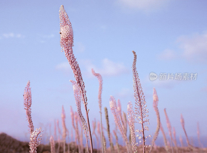 海洋葱(Sea Onion)，戈佐，马耳他。